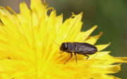 Thumbnail 379740 B