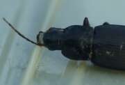 Thumbnail 379742 B