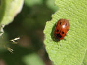 Thumbnail 379743 A