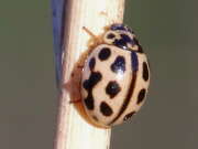 Thumbnail 379760 A