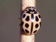 Thumbnail 379760 B