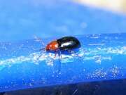 Thumbnail 379762 A