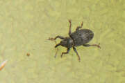 Thumbnail 379780 A