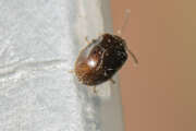 Thumbnail 379788 B