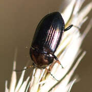 Thumbnail 379807 A