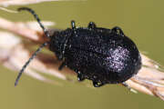 Thumbnail 379811 A
