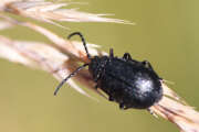 Thumbnail 379811 B
