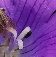 Thumbnail 379813 B
