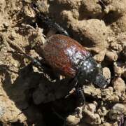 Thumbnail 379833 A