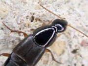 Thumbnail 379942 B