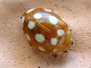 Thumbnail 379944 B