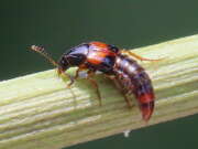 Thumbnail 379962 B