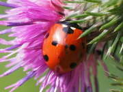 Thumbnail 379980 A