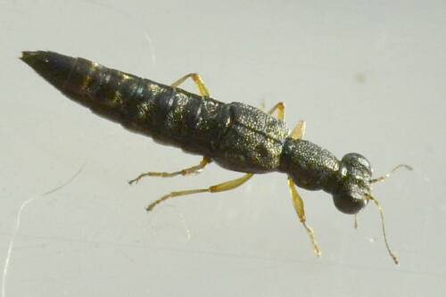 Userfoto