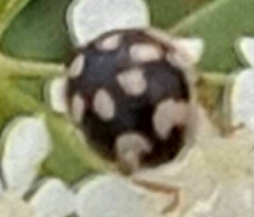 Userfoto
