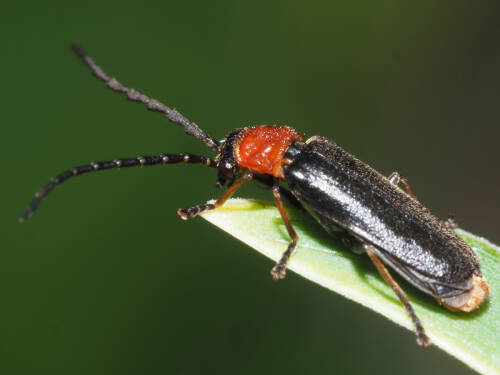 Userfoto