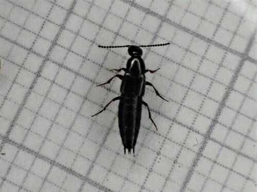Userfoto