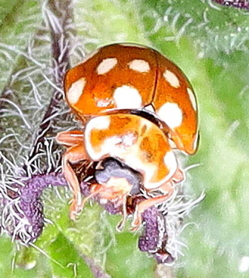 Userfoto