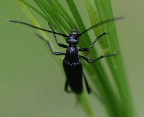Userfoto