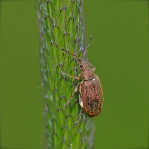 Userfoto