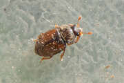 Thumbnail 380050 B