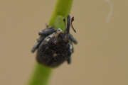 Thumbnail 380061 B