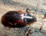 Thumbnail 380273 A