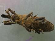 Thumbnail 380287 A