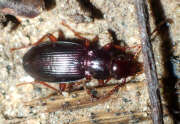 Thumbnail 380323 A