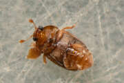Thumbnail 380332 A