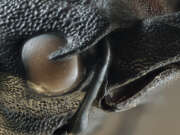 Thumbnail 380336 A