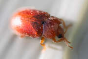 Thumbnail 380339 B