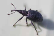 Thumbnail 380340 A