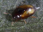 Thumbnail 380392 A