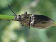Thumbnail 380448 A