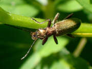 Thumbnail 380457 B