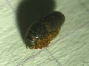 Thumbnail 380475 B