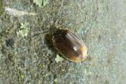 Thumbnail 380510 B