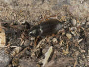Thumbnail 380575 A