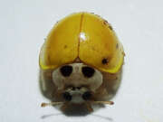 Thumbnail 380589 A