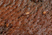 Thumbnail 380711 B