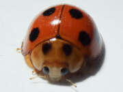 Thumbnail 380747 A