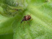 Thumbnail 380876 A