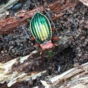 Thumbnail 380972 B