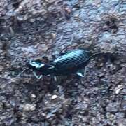 Thumbnail 380978 A