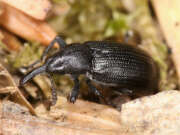 Thumbnail 381048 B