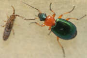 Thumbnail 381069 A