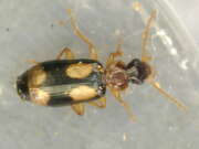 Thumbnail 381106 A