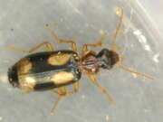 Thumbnail 381106 B