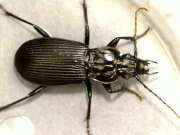 Thumbnail 381112 B